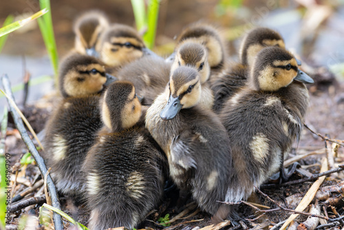 A brood of fluffy mallard ducklings huddled together near the water's edge. The small ducks are yellow and brown in color with soft down coats. The newborn ducks are standing among grass reeds. © Dolores  Harvey
