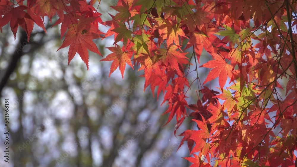 Japanese colorful maple leaves swaying in the breeze. Japanese autumn scene.