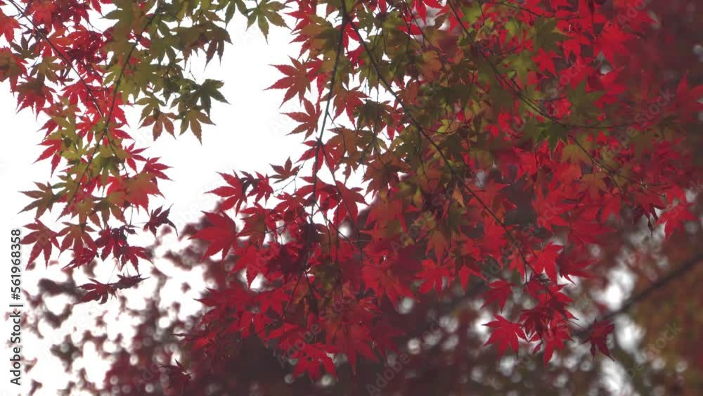 Japanese colorful maple leaves swaying in the breeze. Japanese autumn scene. Japanese colorful maple leaves swaying in the breeze. Japanese autumn scene.
