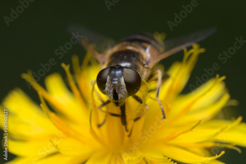 Front view of a female European drone fly (Eristalis arbustorum) sitting on a sow thistle flower.