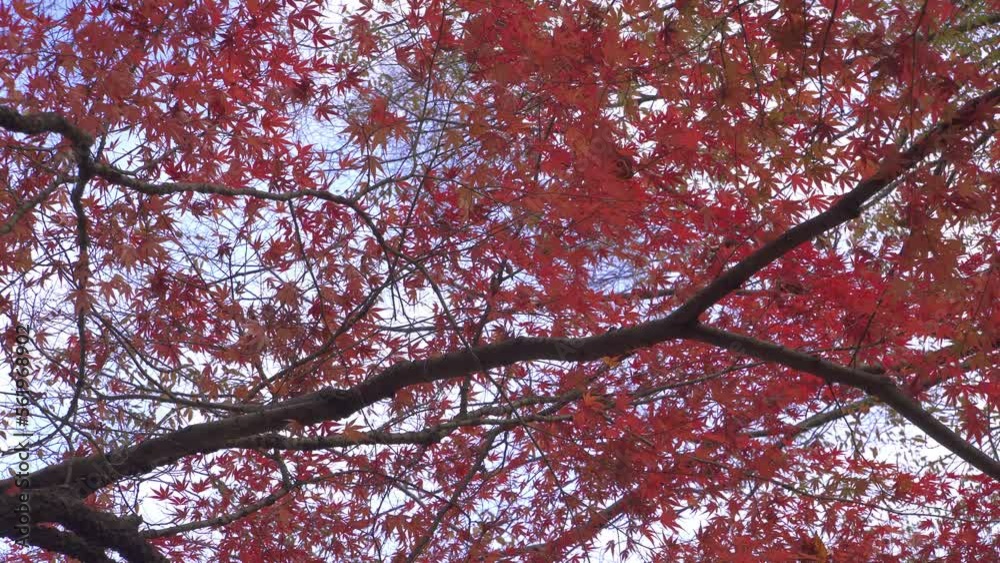 Looking up at Japanese maple trees from the ground. Japanese autumn scene.