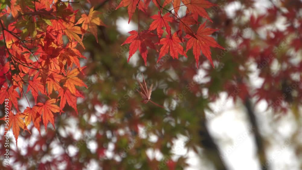 Japanese colorful maple leaves swaying in the breeze. Japanese autumn scene.