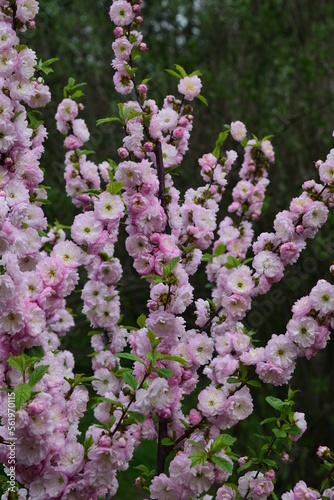 Pink double cherry blossom shrub. Spring floral background. 