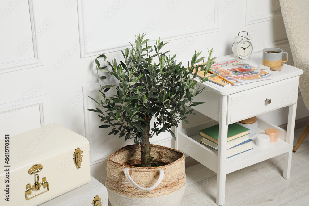 Beautiful young potted olive tree in living room. Interior element