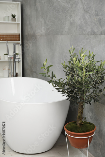 Beautiful young potted olive tree near tub in bathroom. Interior design