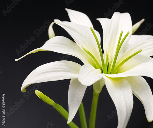 photograph of an Easter Lily on a mossy rock on top of a mountain in the alps  Easter  Christian festivity - AI Generated