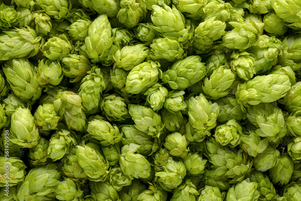 Fresh green hops as background, top view Fresh green hops as background, top view