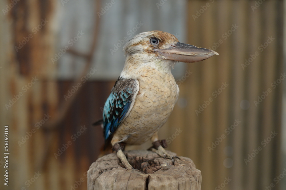 Fototapeta premium A gallant bird with big beak