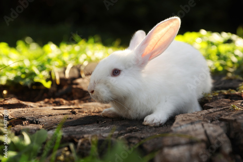 Cute white rabbit on wood among green grass outdoors © New Africa