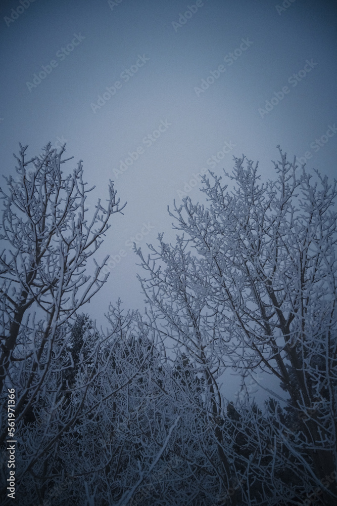 Foggy snow day in the Colorado Rocky Mountains - Ethereal and moody vibe