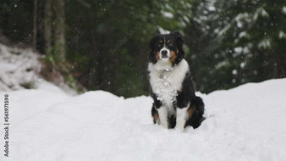 Cute Australian Shepherd playing in the snow, happy dog, cute. 4K 24FPS Cute Australian Shepherd playing in the snow, happy dog, cute. 4K 24FPS