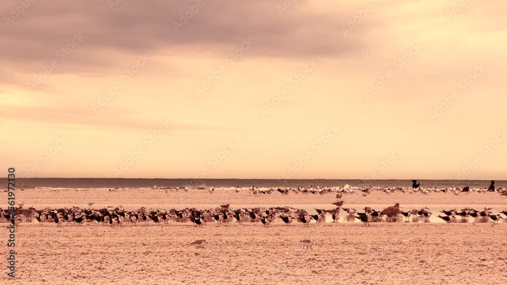 Herd of seagulls on tropical sandy beach in windy day Herd of seagulls on tropical sandy beach in windy day