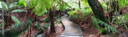 Path through the Rainforest 