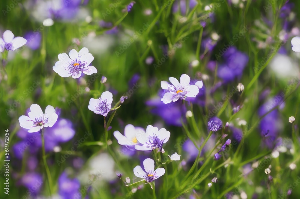 Spring Wildflowers Seamless Texture Pattern Tiled Repeatable Tessellation Background Image Spring Wildflowers Seamless Texture Pattern Tiled Repeatable Tessellation Background Image