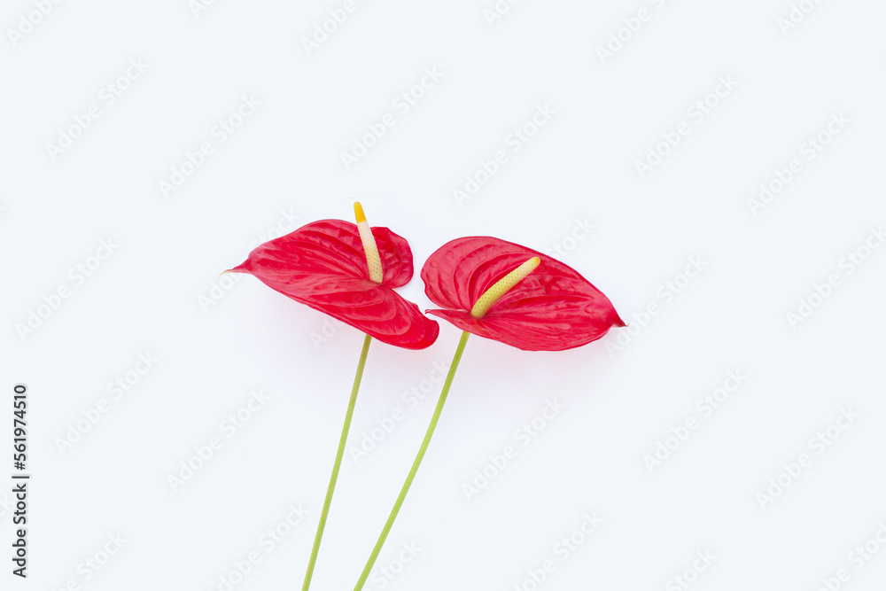 Flamingo flower or pigtail anthurium