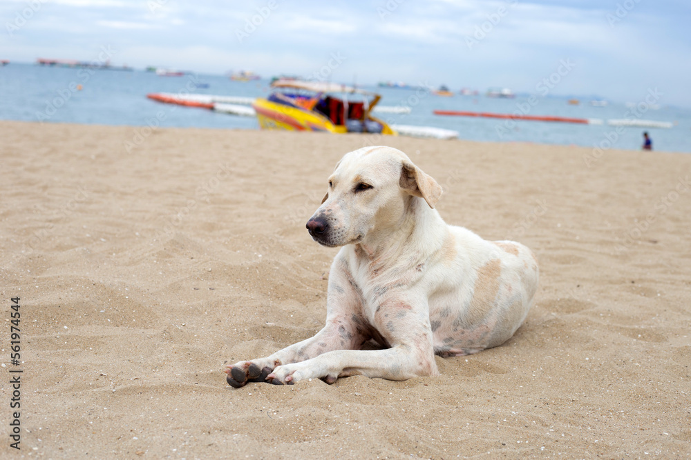 A dog relaxing on the beach. Pattaya, Thailand A dog relaxing on the beach. Pattaya, Thailand