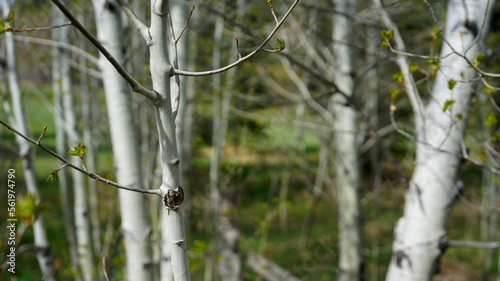 single birch tree in focus with out of focus birch forest background