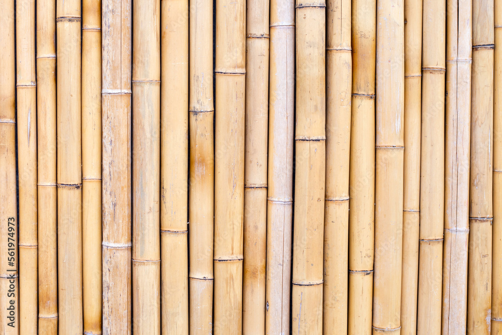 Yellow bamboo texture. Dried bamboo wall or fence background Yellow bamboo texture. Dried bamboo wall or fence background