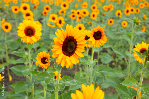 Sunflower field  Beautiful summer landscape.