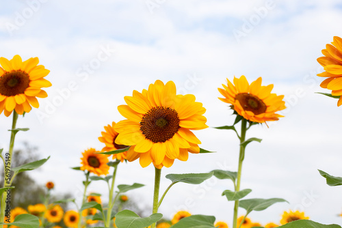 Sunflower field  Beautiful summer landscape.