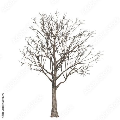 Apple tree no leaf isolated PNG transparent background, for architectural visualization garden design. 3D render