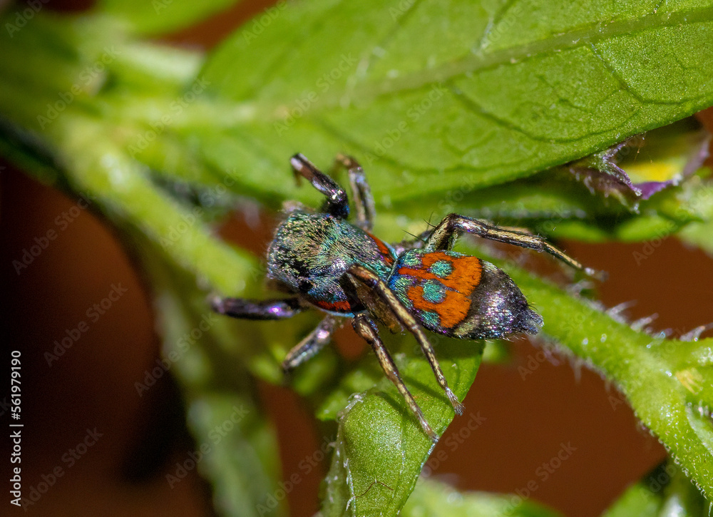 Fototapeta premium Jade jumping spider - Siler semiglaucus