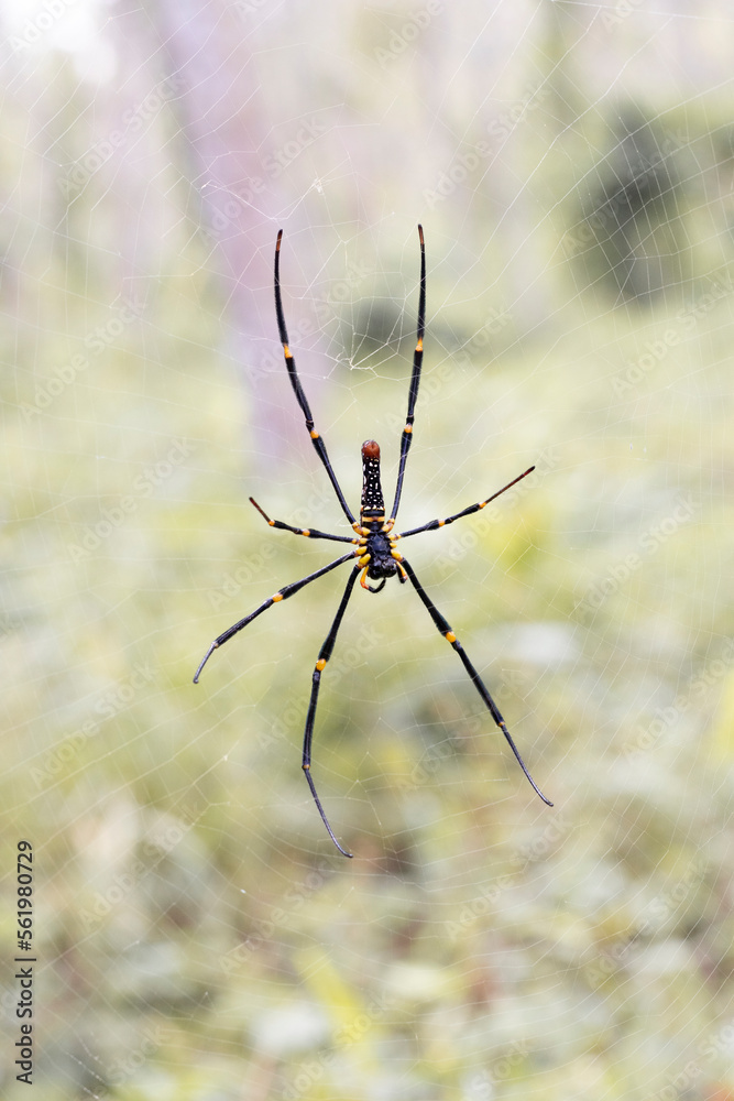 spider on a web