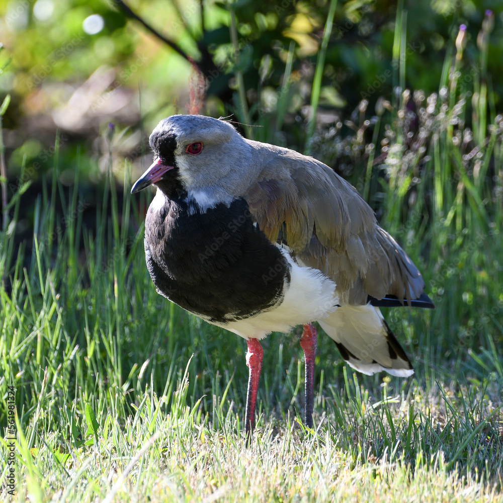 Fototapeta premium treile, tero, queltehue (vanellus chilensis)