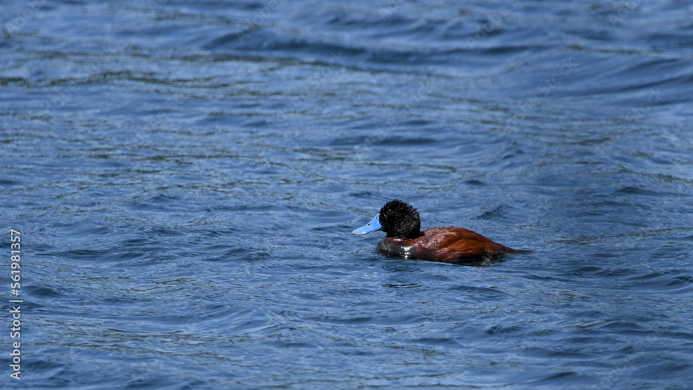 Fototapeta premium pato rana de pico delgado (oxyura vittata)