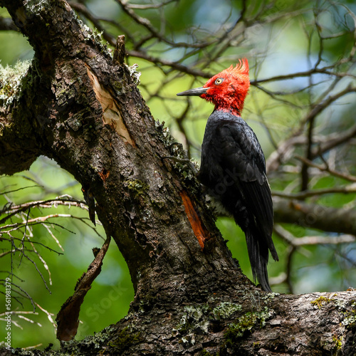 carpintero negro magallanico macho (campephilus magellanicus) photo