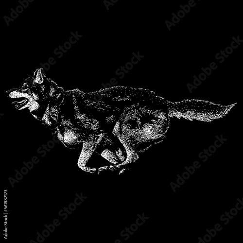 Alaskan Shepherd hand drawing vector isolated on black background.
