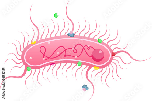 Bordetella pertussis whooping cough bacteria science education illustration photo