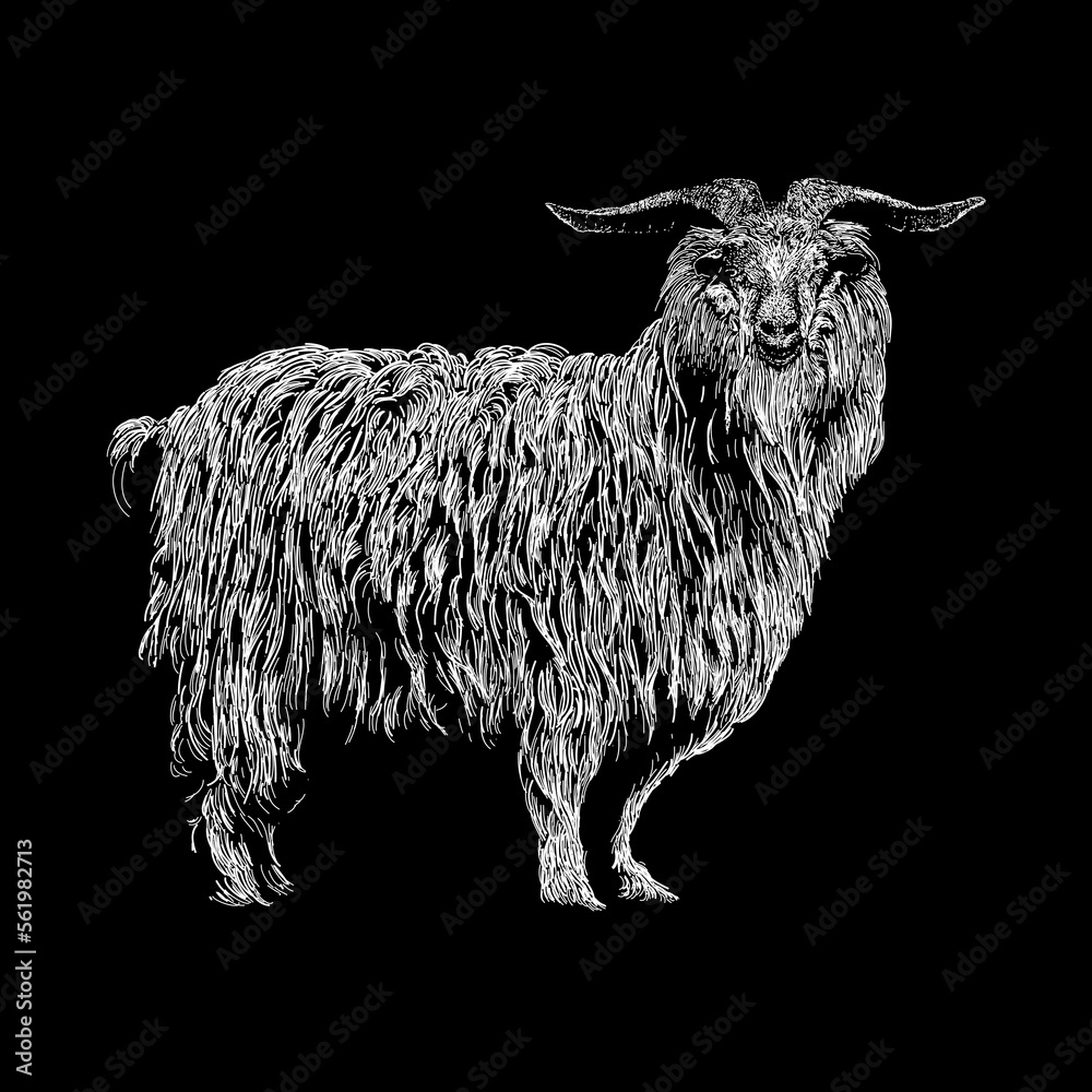 Cashmere Goat hand drawing vector isolated on black background. Stock  Vector | Adobe Stock