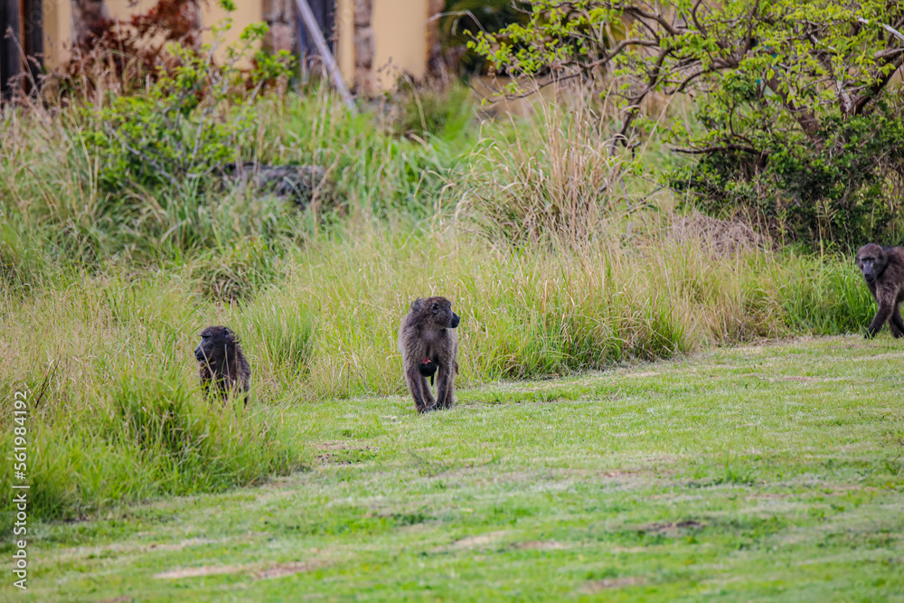 Baboons at Abandoned Shelters Baboons at Abandoned Shelters