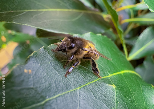 Bumble bee on a bay leaf plant