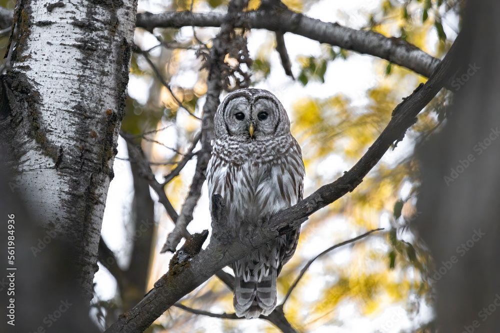 Obraz premium Forest Sentinel. Barred Owl (Strix varia) with wide, ever watching eyes. Bird of prey perched in the trees. Landscape, horizontal. Minnesota. 