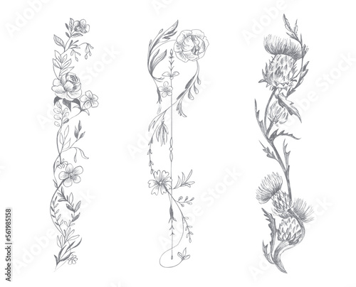 Climbing plant drawing, border drawn in pencil