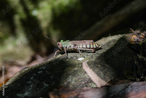 Phymateus Leprosus (Locust) photo