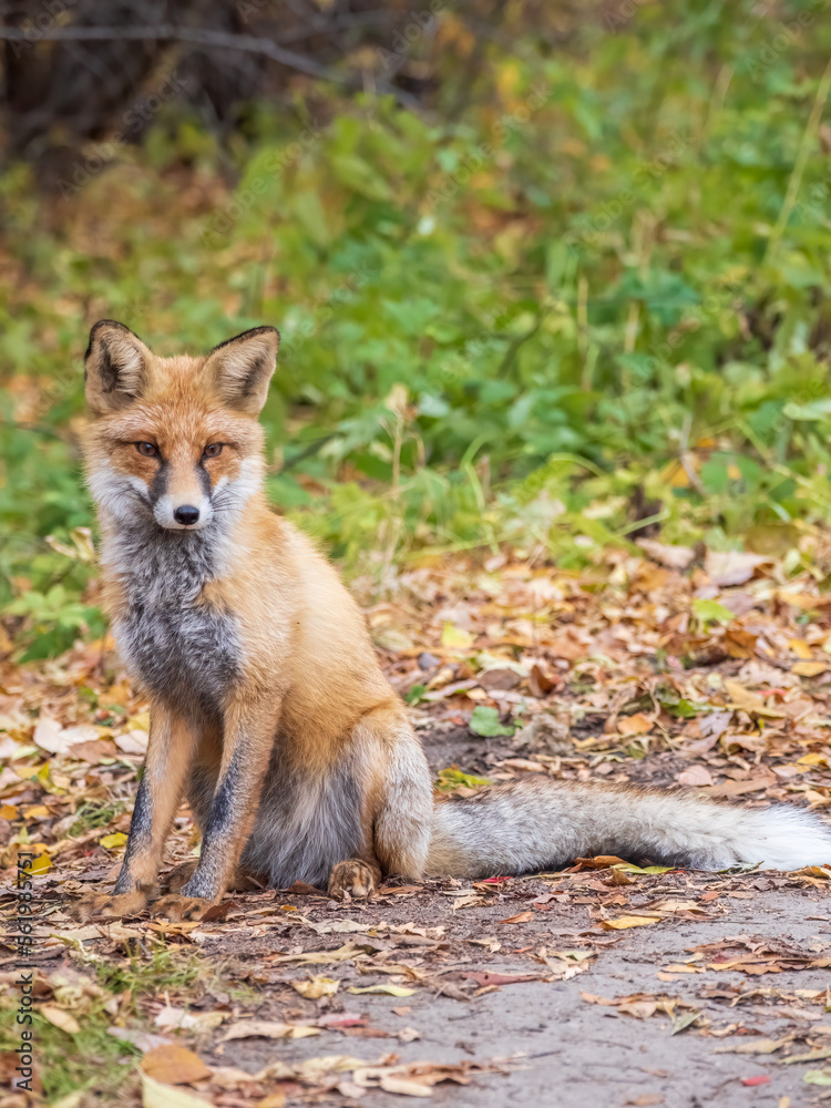 Close up of a red fox Vulpes vulpes, sitting on a path in the forest. Close up of a red fox Vulpes vulpes, sitting on a path in the forest.