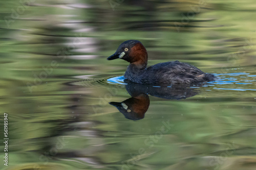 A little grebe is swimming in the lake