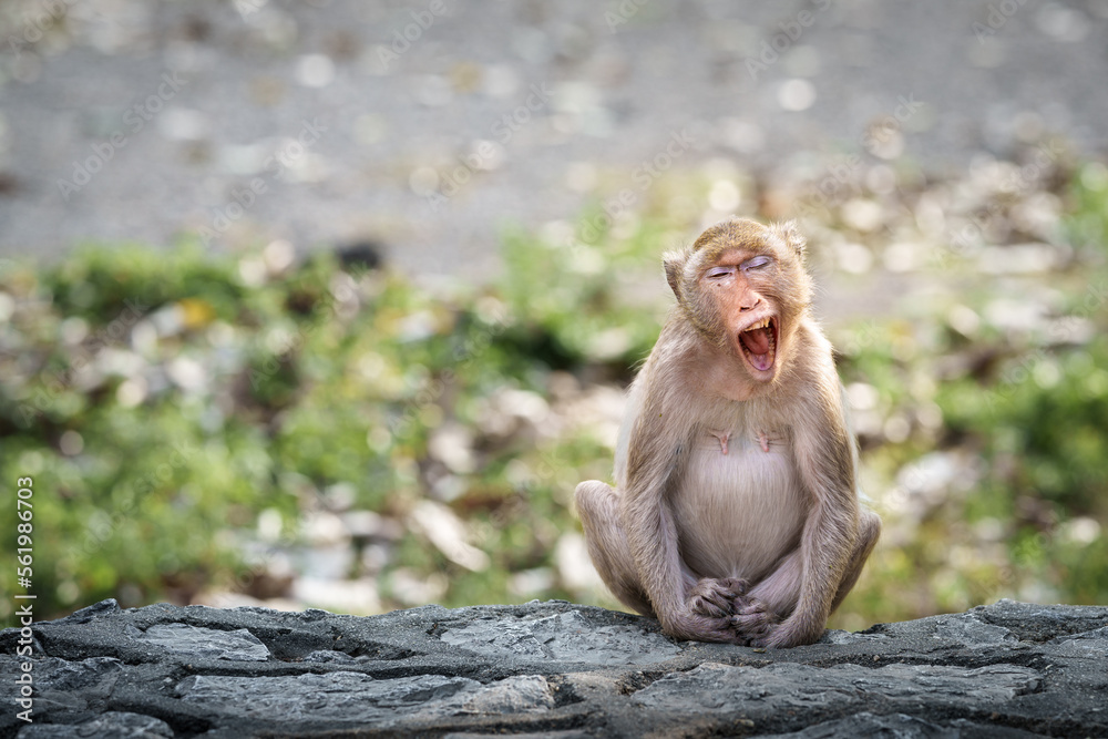 Portrait, alone Monkey or Macaca, its sleepy sits yawning on rock, eyes closed and your mouth wide open to reveal your teeth, looks funny, cute, in natural tropical forest. Blank and space for text.
