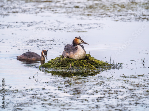 Great Crested Grebe, Podiceps cristatus, water bird sitting on the nest, and one of its cute babies sitting on its back. Nesting time on the green lake