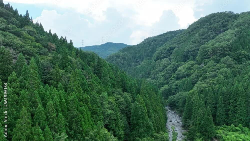 緑が生い茂る山 緑が生い茂る山