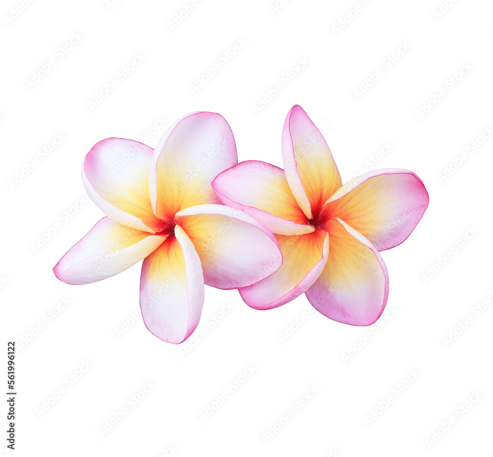 Plumeria or Frangipani or Temple tree flower. Close up white-pink plumeria flowers bouquet isolated on white background.