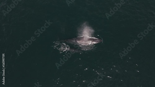 Humpback rorqual whale breathing blowhole with calf at Baja California Sur photo