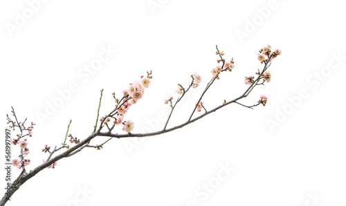 plum blooming flowers isolated on white background