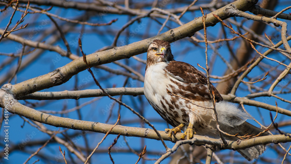 Red-tailed hawk (Buteo jamaicensis) perched on treee branch with open beak. Red-tailed hawk (Buteo jamaicensis) perched on treee branch with open beak.