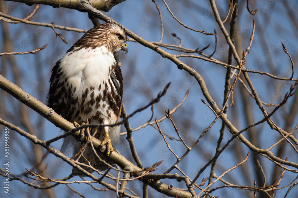 Red-tailed hawk (Buteo jamaicensis) perched in oak tree branch side profile.