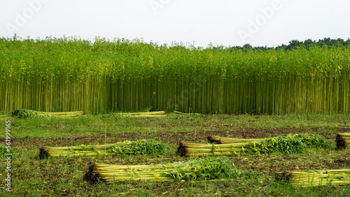 Green jute field. The jute is being dried on the ground. Jute is a type of bast fiber plant. Jute is the main cash crop of Bangladesh. photo