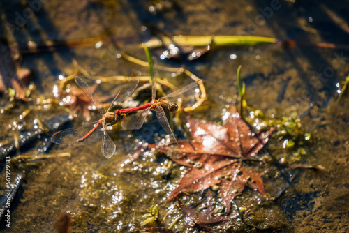 Dragonflies laying eggs on the pond.